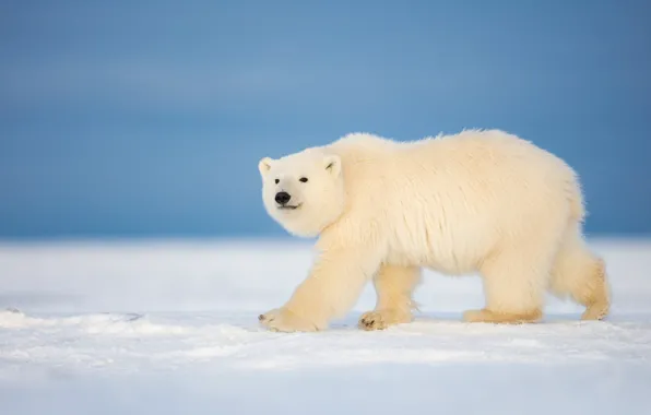 Winter, snow, bear, polar bear