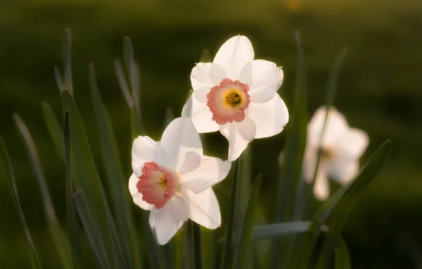 Picture leaves, white, Duo, daffodils