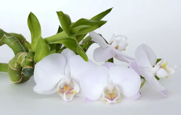 Picture flowers, bamboo, orchids