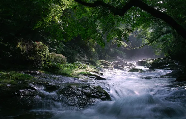 Trees, nature, river, stones, stream