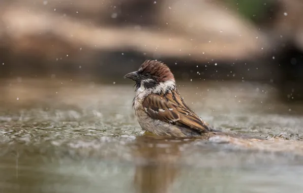 Wallpaper Water Squirt Bird Puddle Bathing Sparrow For Mobile And 