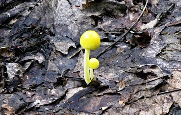Mushrooms, Rostock, new life
