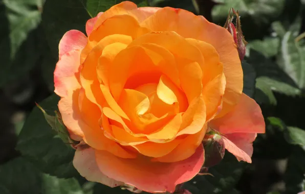 Rose, Flower, Orange, Background, Meduzanol ©, Summer 2018