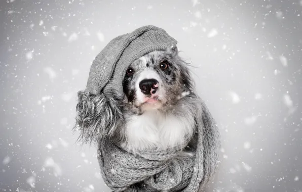 Winter, look, face, snow, heat, grey, background, hat