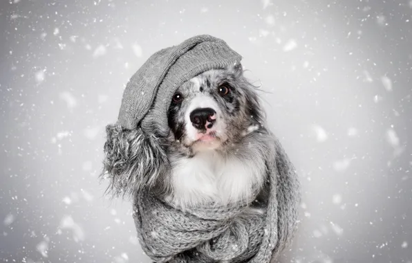 Picture winter, look, face, snow, heat, grey, background, hat