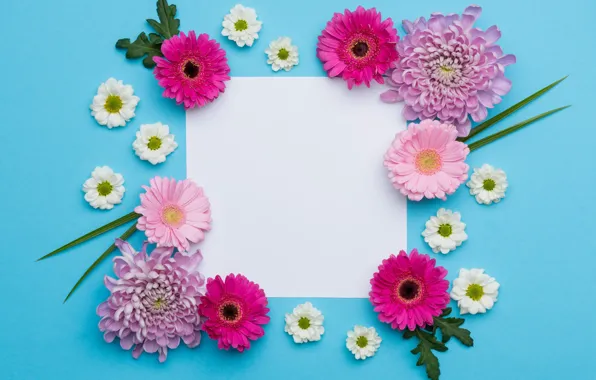 White, leaves, flowers, background, holiday, blue, color, frame