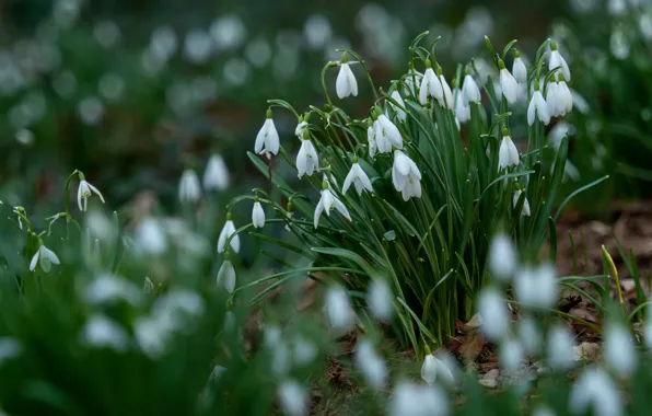 Flowers, glade, spring, snowdrops, white, primroses, bokeh, bushes