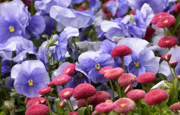 Flowers, spring, red, Pansy, flowerbed, lilac, bokeh, Daisy