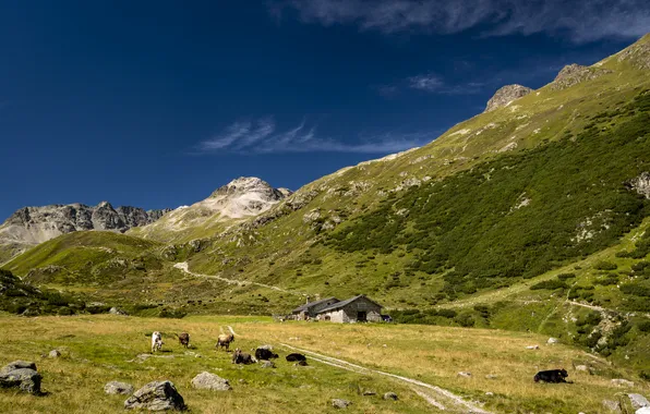 Picture greens, animals, mountains, home, cattle, Alps, buildings. stones