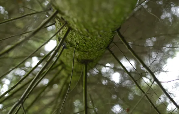 Picture macro, nature, tree