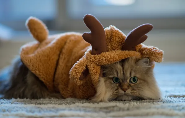 Cat, look, background