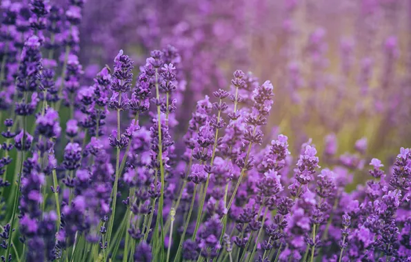 Picture the countryside, lavender, bokeh, farm, lavender field