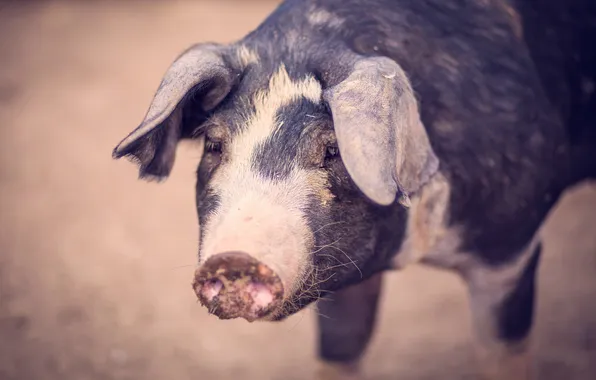 Nature, background, pig