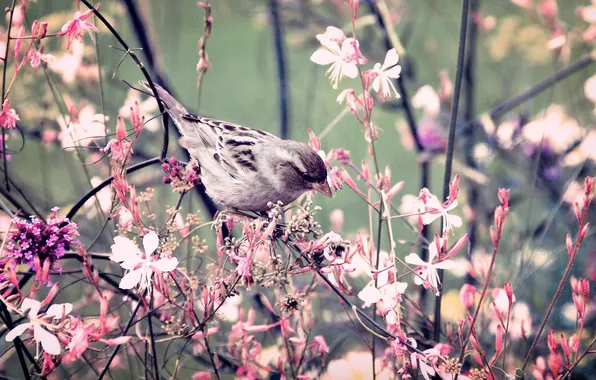 Picture leaves, flowers, branches, nature, bird, plant, petals