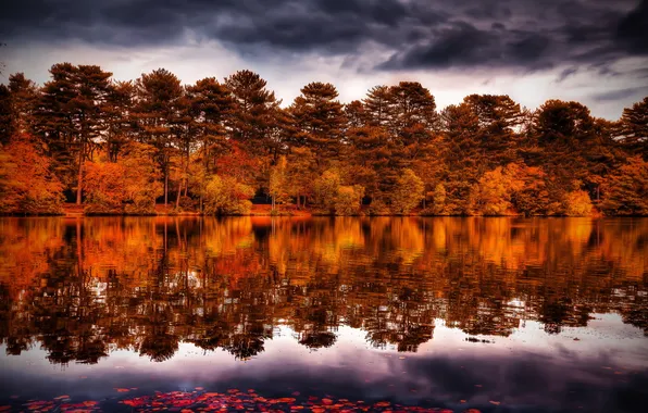 Trees, landscape, river