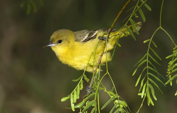 Picture bird, branch, yellow bird