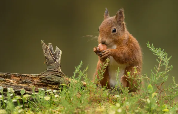 Picture grass, protein, red, snag, nut