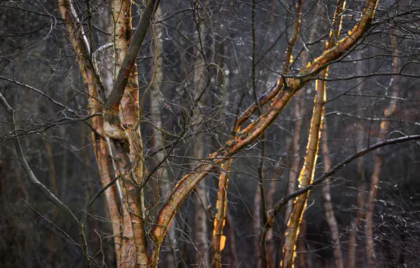 Branches, lighting, birch