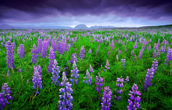 Field, summer, the sky, mountains, clouds, Iceland, lupins, June