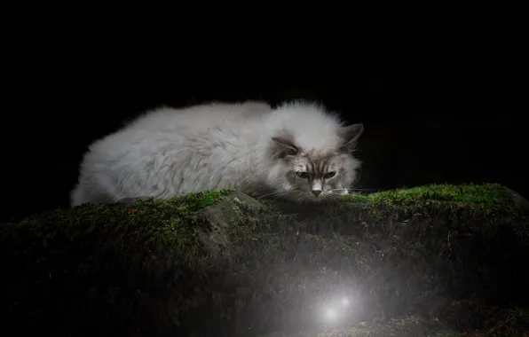 Cat, cat, light, night, nature, pose, stone, moss