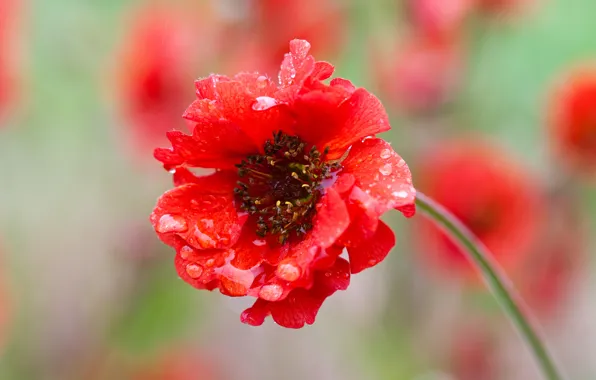 Picture flower, drops, macro, red, petals, blur