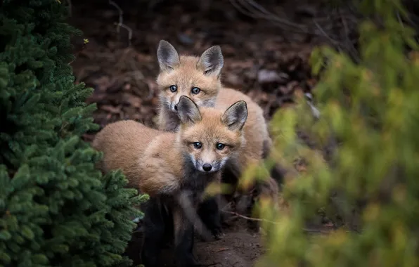 Picture forest, nature, Fox, cubs