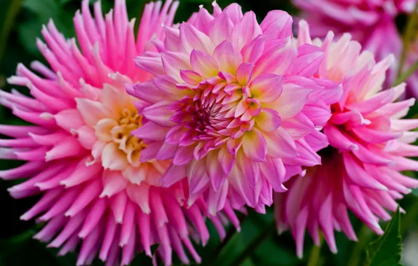 Flowers, petals, pink, dahlias, Wallpaper from lolita777