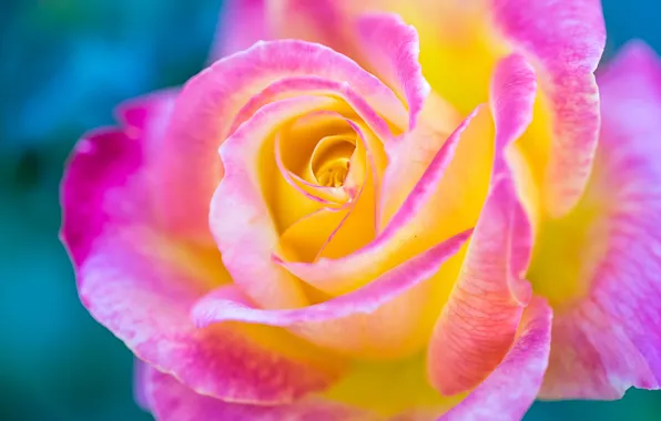 Picture macro, roses, petals, buds, colorful, Wallpaper from lolita777