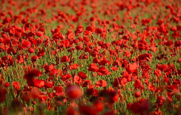Picture field, summer, flowers, red, nature, Mac, Maki, beauty