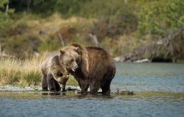 Grass, nature, shore, fishing, bear, bears, pair, bear
