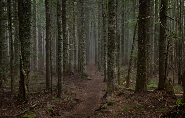 Picture autumn, forest, trees, nature, Oregon, USA, USA, path