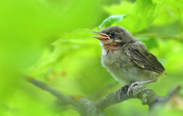 Bird, Sparrow, chick