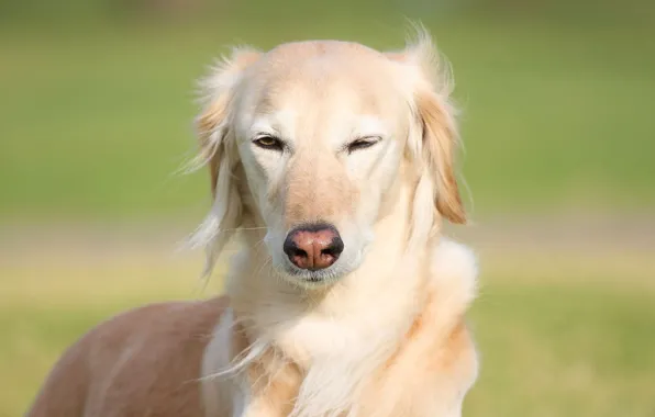 Grass, each, dog, nose