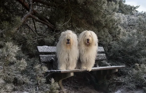 Winter, dog, bench