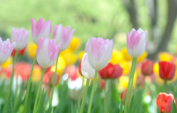 Flowers, nature, Wallpaper, focus, tulips, widescreen Wallpaper, flowers, macro photo