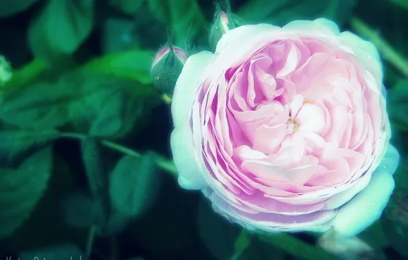 Flowers, plant, greens.