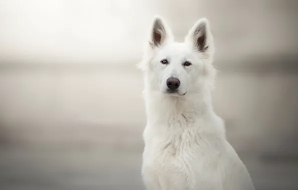 Look, face, background, portrait, dog, The white Swiss shepherd dog