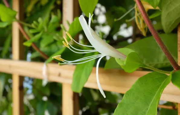 Green, Flower, bush, shrub, Honeysuckle, Chevrefeuille, semper virens, Lonicera