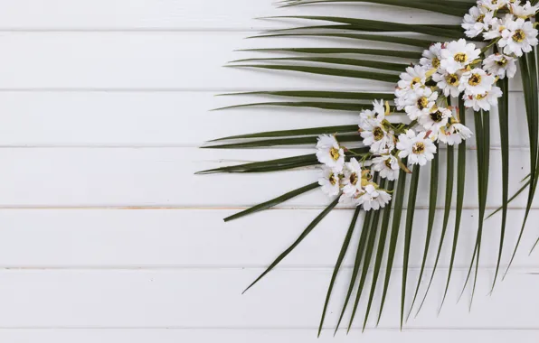 Flowers, sheet, palm trees, background, Chrysanthemum