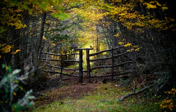 Picture road, forest, the fence, bird