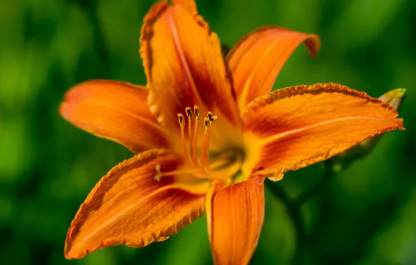 Summer, morning, daylilies