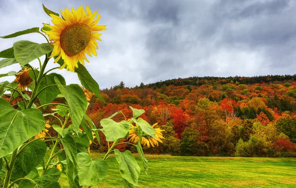 Field, autumn, forest, the sky, clouds, mountain, sunflower