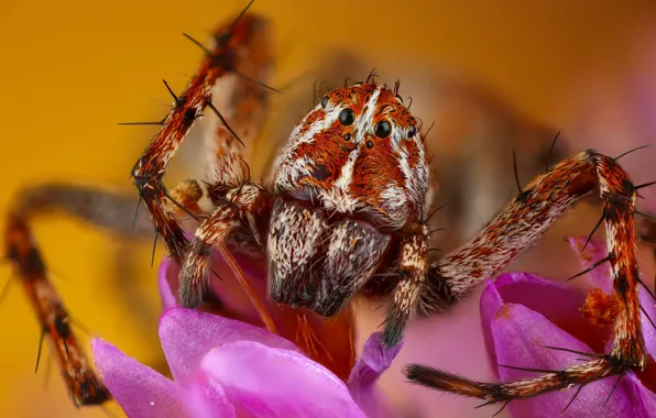 Picture look, macro, flowers, background, legs, spider, petals, red