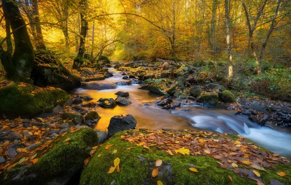 Picture autumn, forest, leaves, trees, landscape, nature, stream, stones