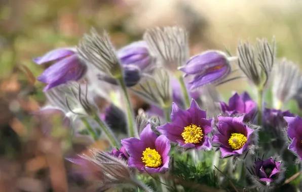 Flowers, stems, blur, spring, pink, buds, lilac, bokeh