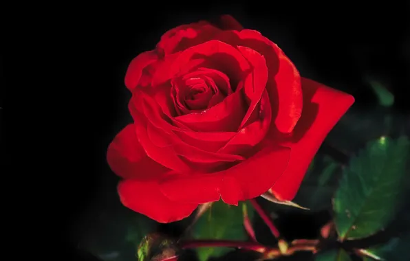 Macro, rose, petals, Bud, red, scarlet, black background