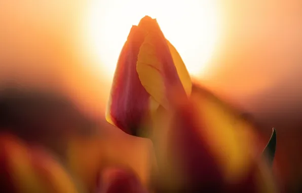 Flowers, nature, tulips