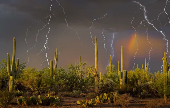 The storm, lightning, cactus, AZ, USA, Tucson, mountain Tortolita