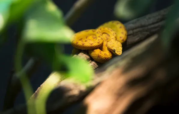 Snake, blur, log, yellow, bokeh