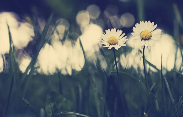 Grass, flowers, glare, chamomile